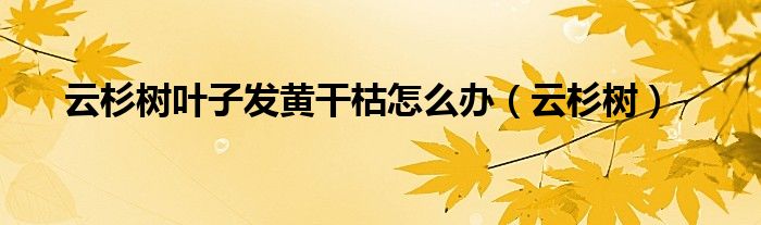 云杉树叶子发黄干枯怎么办（云杉树）