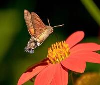 貂皮大衣可以喷酒精消毒吗