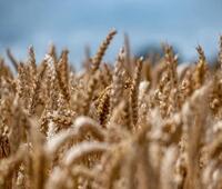 soul已读消息怎么显示