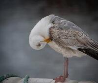 羽绒服太腥怎么处理